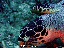 A sea Turtle by Eric Walker 